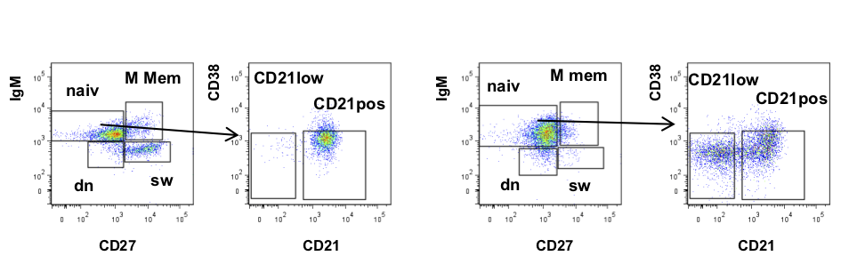 B cell subpopulations of a healthy donor (left) and a CVID patient showing CD21low B cells (right)