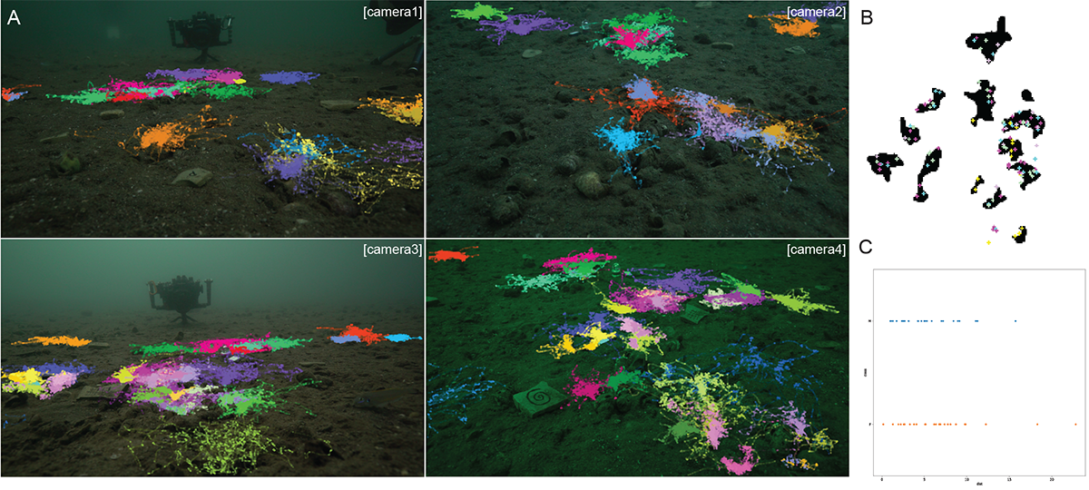 Colour-coded movement tracks of individuals in the four-camera array, individual distribution of fish within nests, and distance from the nest edge of males and females